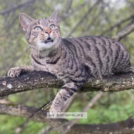 Photo de chat perdu à Laval Sur Vologne