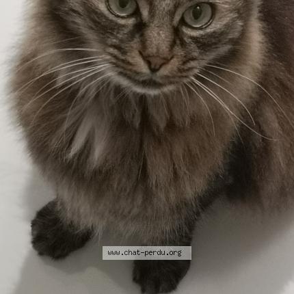 Photo de chat trouvé à Les Minimes La Rochelle