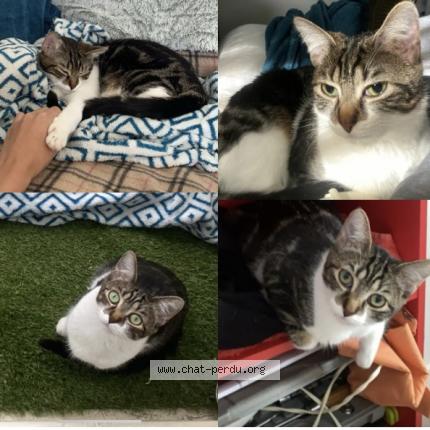 Photo 1/1 Chat retrouvé Perdu à Poitiers