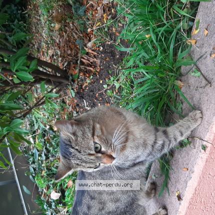 Photo 1/1 Chat retrouvé Trouvé à Geneve