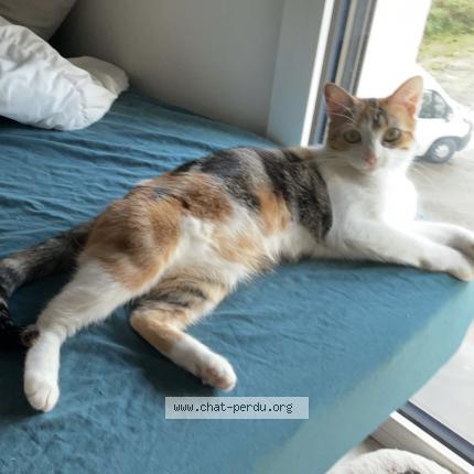 Photo de chat perdu à Tours