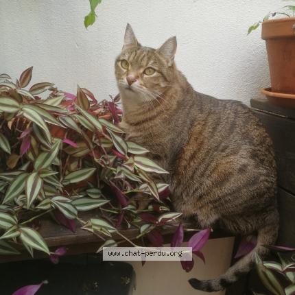 Photo de chat perdu à Lunel