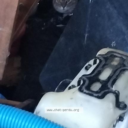 Photo 1/1 Chat retrouvé Trouvé à Tourbes