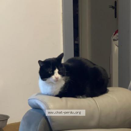 Photo de chat perdu à Senlis