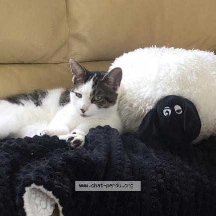 Photo 1/1 Sachat Chat perdu à Chailloue