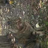 Photo de chat trouvé à Sartrouville