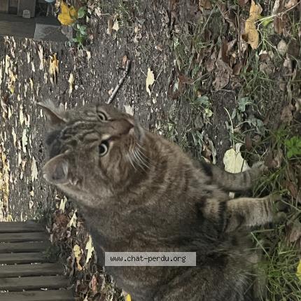 Photo 1/1 Chat retrouvé Trouvé à Sartrouville