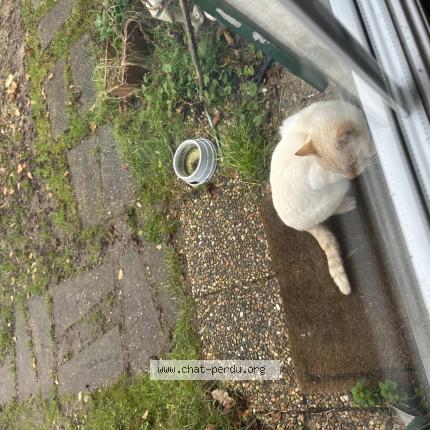 Photo 1/1 Chat retrouvé Trouvé à Tocane St Apre
