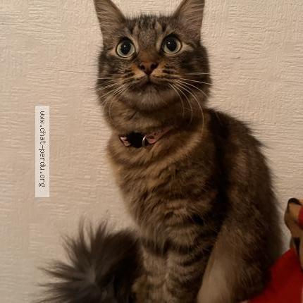 Photo 1/2 Hyuna Chat perdu à Toulouse