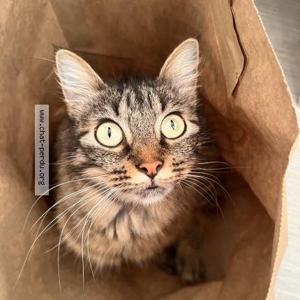 Photo 2/2 Hyuna Chat perdu à Toulouse