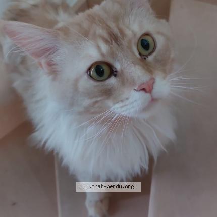 Photo de chat perdu à Le Blanc