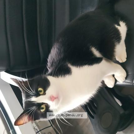 Photo 1/1 Chat retrouvé Trouvé à Mulhouse