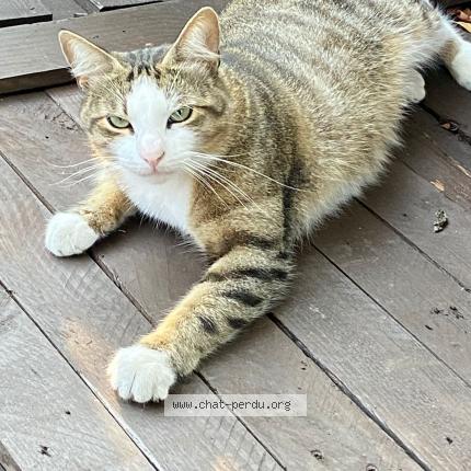 Photo de chat perdu à Le Blanc Mesnil Sud Sq Stalingra