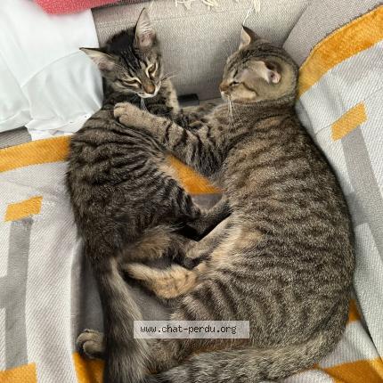 Photo 1/1 Chat retrouvé Perdu à Villeneuve Tolosane