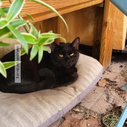 Photo de chat perdu à Montpellier
