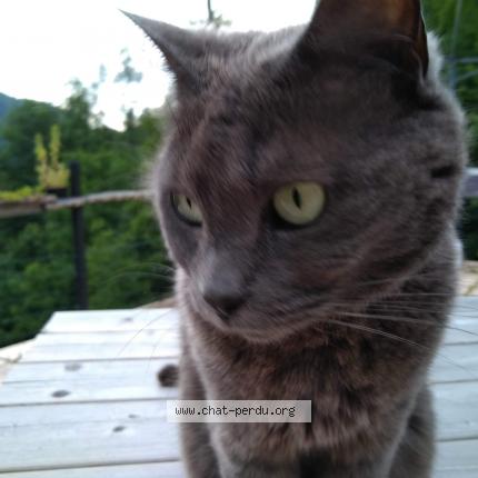 Photo de chat perdu à Boutx Couledoux