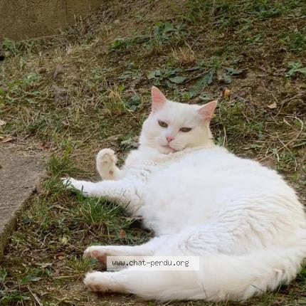 Photo de chat perdu à Saint Quentin