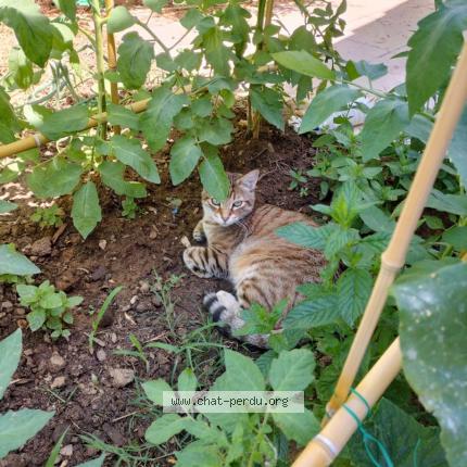 Photo de chat perdu à Canet