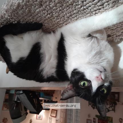 Photo 1/1 Opale Chat perdu à Toulon