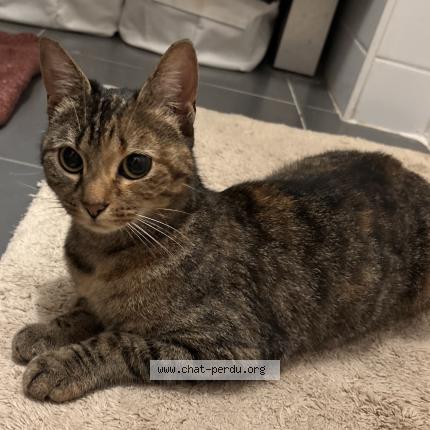 Photo de chat trouvé à Montrouge