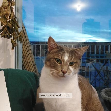 Photo 1/1 Chat retrouvé Perdu à Nantes