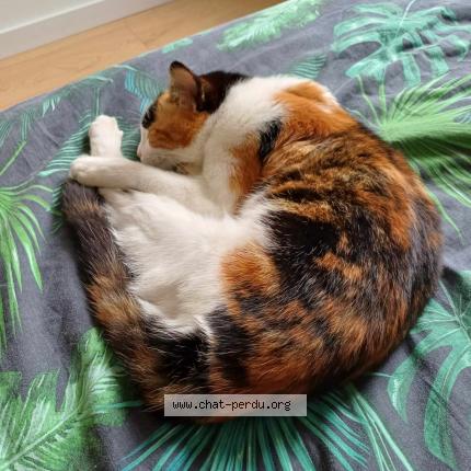 Photo 1/1 Ginny Chat perdu à Bambecque