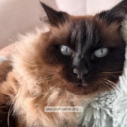 Photo 1/1 DAZLING Chat perdu à Audenge