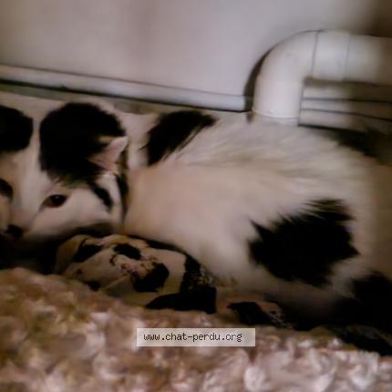 Photo 1/1 Chat retrouvé Perdu à Creteil