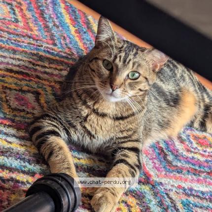 Photo de chat perdu à Bagneux