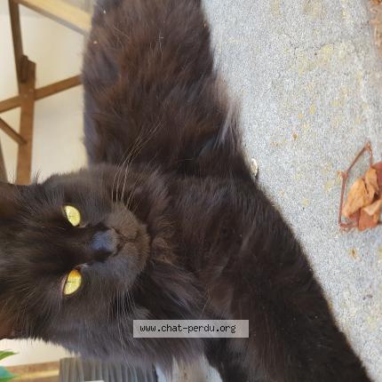 Photo de chat perdu à Ruffigny La Creche