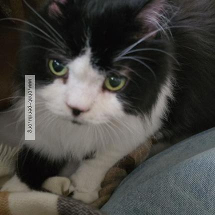 Photo 2/2 Chat retrouvé Perdu à Paris