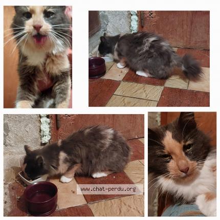 Photo de chat trouvé à Ruffey Sur Seille