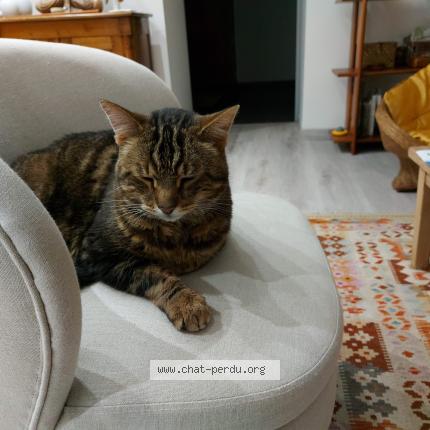 Photo 1/1 Chat retrouvé Perdu à Saint Die Des Vosges