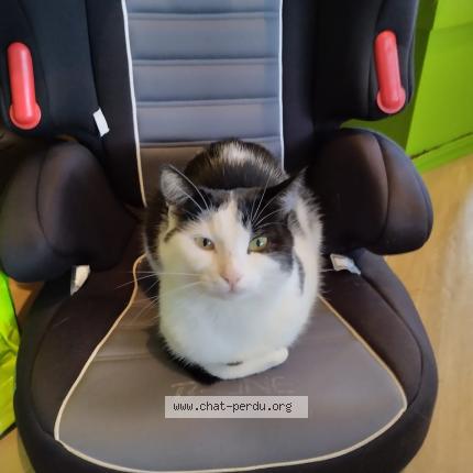 Photo 1/1 Twisty Chat perdu à Carquefou