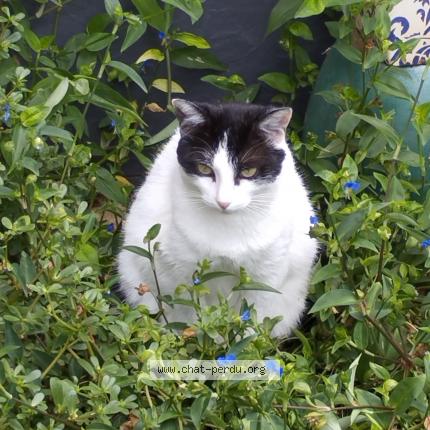 Photo de chat perdu à Nice