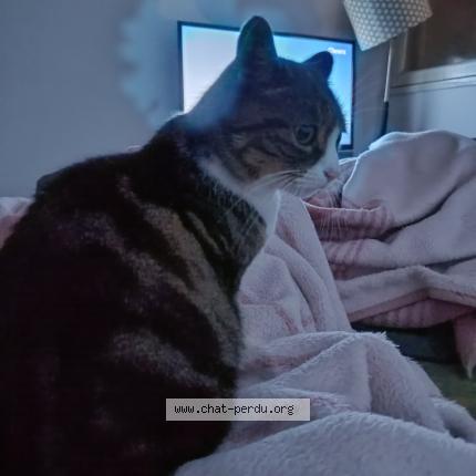 Photo de chat perdu à Saint Herblain
