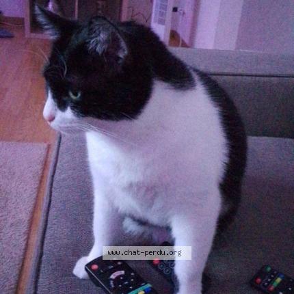 Photo de chat perdu à Mundolsheim