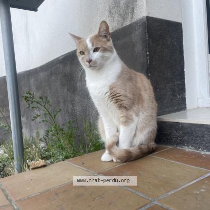 Photo de chat perdu à Widehem