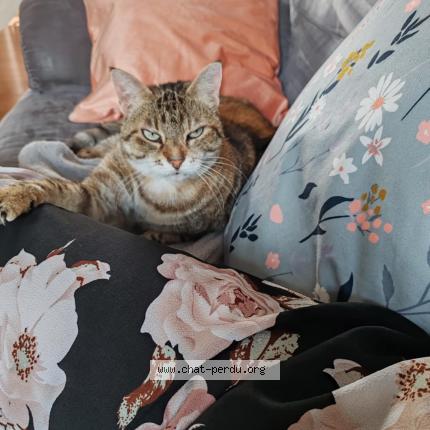 Photo de chat perdu à Vignely
