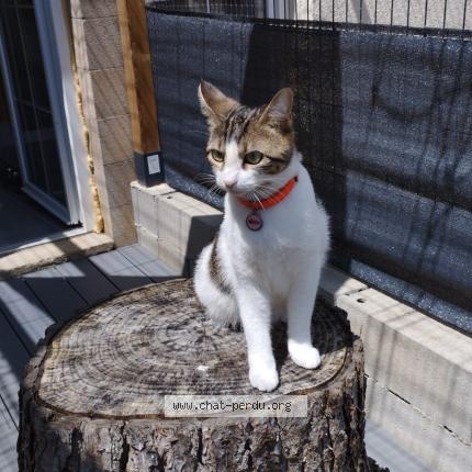 Photo 1/1 Chat retrouvé Perdu à Poitiers