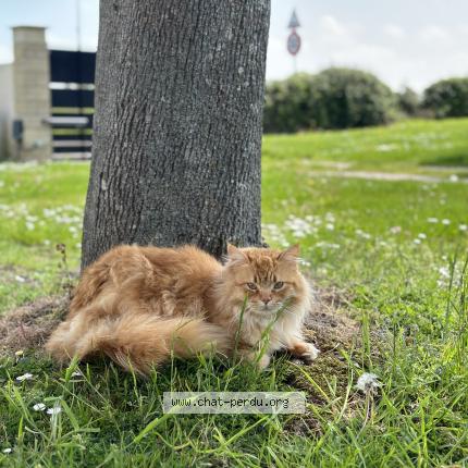 Photo de chat perdu à Le Lesme