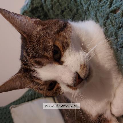 Photo 1/1 Natsu Chat perdu à Sainghin en weppes