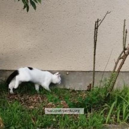 Photo 1/2 Chat retrouvé Perdu à Vandieres