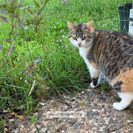 Photo de chat perdu à Nantes