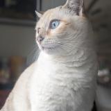 Photo de chat perdu à Baune