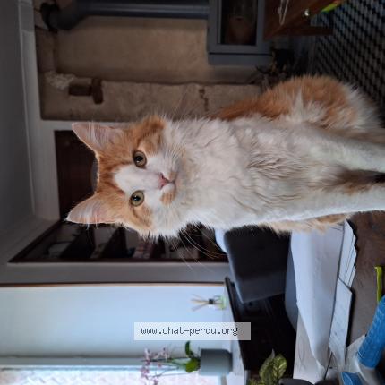 Photo de chat perdu à Chalons Du Maine
