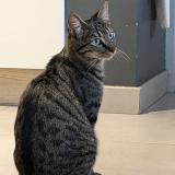 Photo de chat perdu à St Jean De Niost