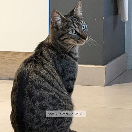 Photo 1/1 Chat retrouvé Perdu à St jean de niost