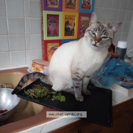 Photo 1/1 Chat retrouvé Perdu à Cadeac Les Bains