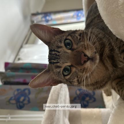 Photo de chat perdu à Hoenheim